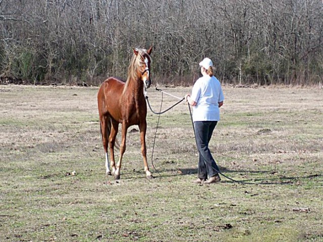 horsemanship clinic paso stallion