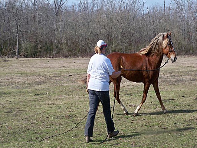 natural horsemanship clinic