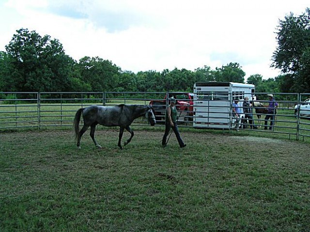 paso fino gelding at liberty