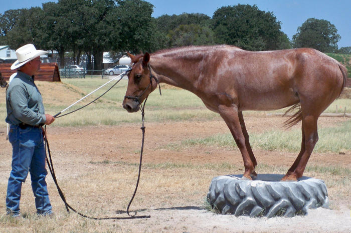 keith andries horse training