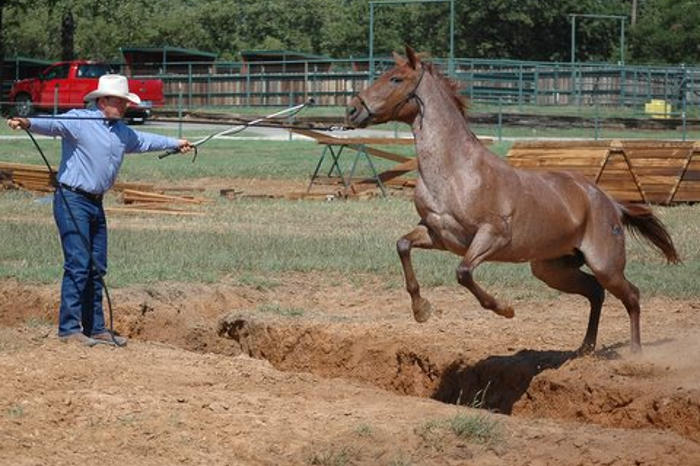 natural horse training
