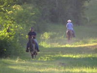 Training your horse to lead or follow on the trail.